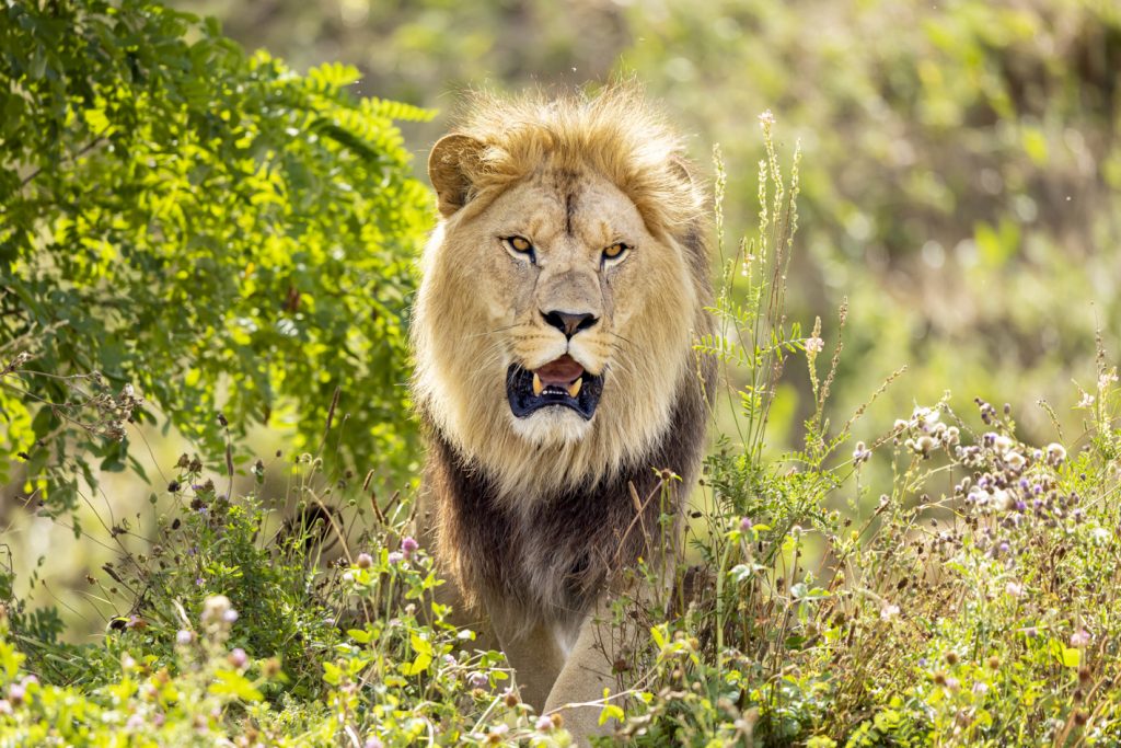 Bioparc de Doué la Fontaine