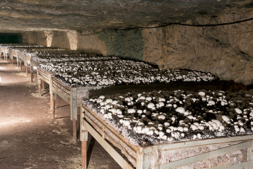 La Cave Vivante du Champignon